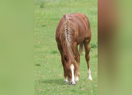 Quarter horse américain, Jument, 1 Année, Alezan
