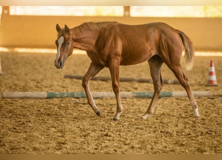 Quarter horse américain, Jument, 1 Année, Alezan
