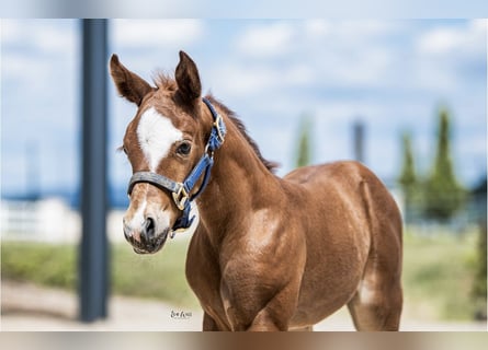 Quarter horse américain, Jument, 1 Année, Alezan