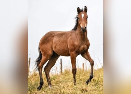 Quarter horse américain, Jument, 1 Année, Bai