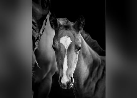 Quarter horse américain, Jument, 1 Année, Bai