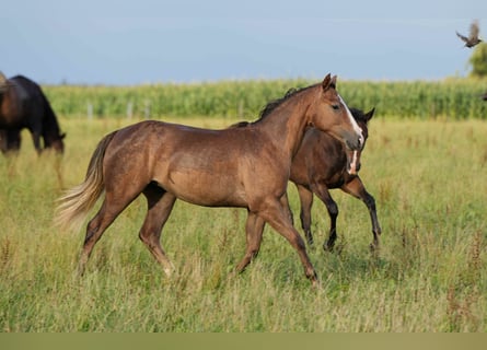 Quarter horse américain, Jument, 1 Année, Rouan Rouge