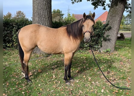 Quarter horse américain, Jument, 2 Ans, 146 cm, Buckskin