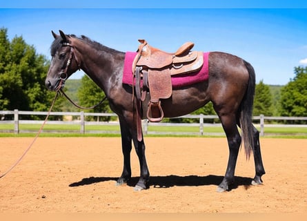 Quarter horse américain, Jument, 2 Ans, 147 cm, Roan-Bay