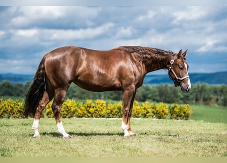 Quarter horse américain, Jument, 2 Ans, 150 cm, Alezan brûlé