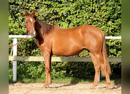 Quarter horse américain, Jument, 2 Ans, 150 cm, Alezan brûlé