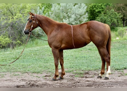 Quarter horse américain, Jument, 2 Ans, 150 cm, Alezan cuivré