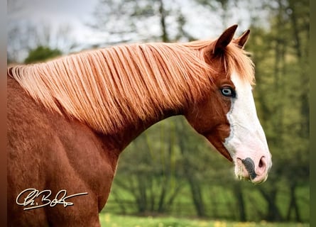 Quarter horse américain, Jument, 2 Ans, 150 cm, Alezan