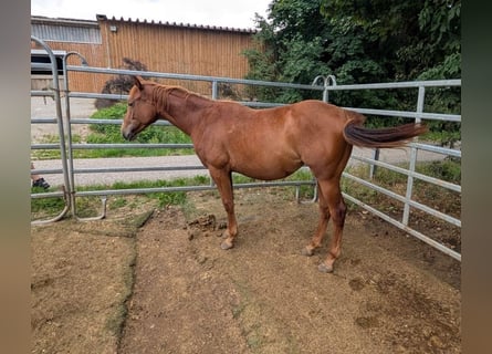 Quarter horse américain, Jument, 2 Ans, 150 cm, Alezan