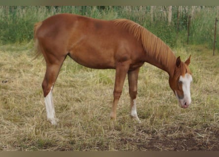 Quarter horse américain, Jument, 2 Ans, 150 cm, Alezan