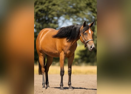 Quarter horse américain, Jument, 2 Ans, 150 cm, Bai