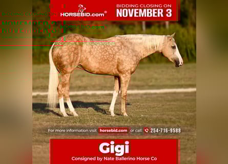 Quarter horse américain, Jument, 2 Ans, 150 cm, Palomino