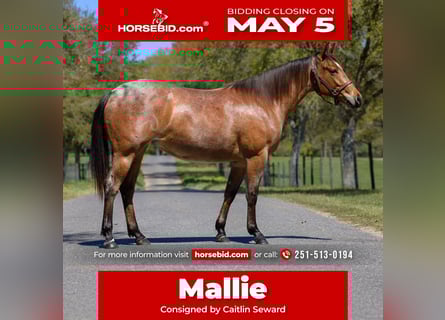 Quarter horse américain, Jument, 2 Ans, 150 cm, Roan-Bay