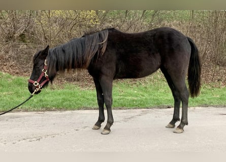 Quarter horse américain, Jument, 2 Ans, 155 cm, Noir