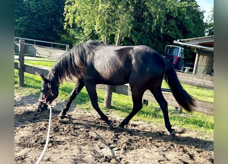 Quarter horse américain, Jument, 2 Ans, 155 cm, Noir