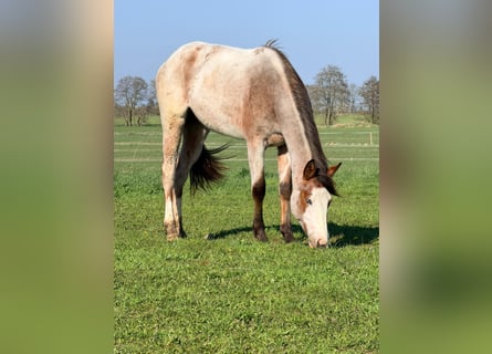 Quarter horse américain, Jument, 2 Ans, 155 cm, Roan-Bay