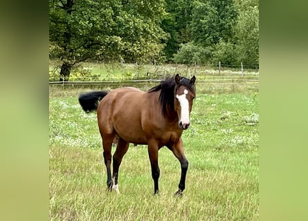 Quarter horse américain, Jument, 2 Ans, 155 cm