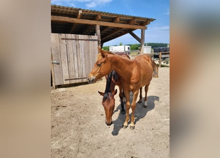 Quarter horse américain, Jument, 2 Ans, Alezan brûlé