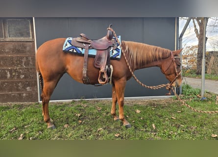 Quarter horse américain, Jument, 2 Ans, Alezan