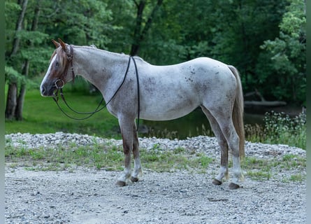 Quarter horse américain, Jument, 2 Ans, Rouan Rouge