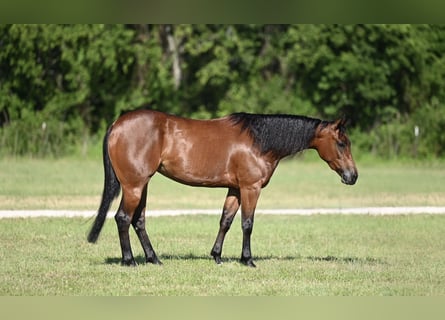 Quarter horse américain, Jument, 3 Ans, 142 cm, Bai cerise
