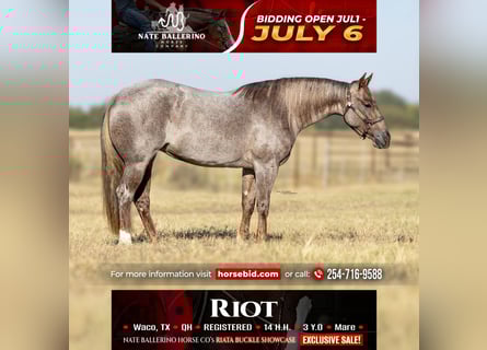 Quarter horse américain, Jument, 3 Ans, 142 cm, Rouan Rouge