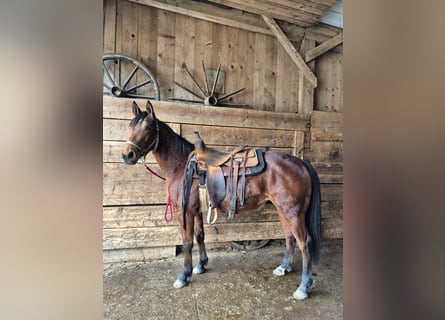 Quarter horse américain, Jument, 3 Ans, 145 cm, Bai