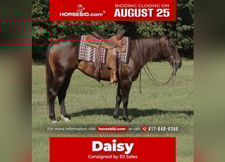 Quarter horse américain, Jument, 3 Ans, 150 cm, Bai cerise