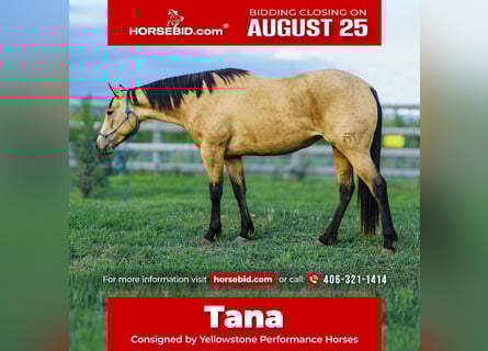 Quarter horse américain, Jument, 3 Ans, 150 cm, Buckskin