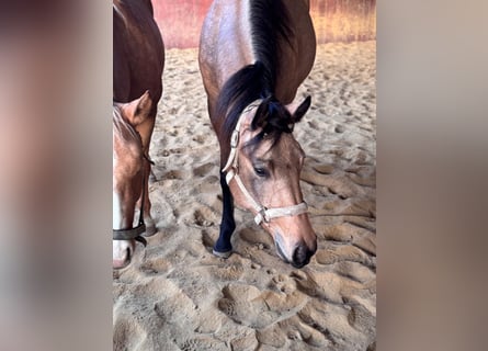 Quarter horse américain, Jument, 3 Ans, 150 cm, Buckskin