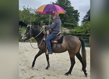 Quarter horse américain, Jument, 3 Ans, 150 cm, Gris (bai-dun)