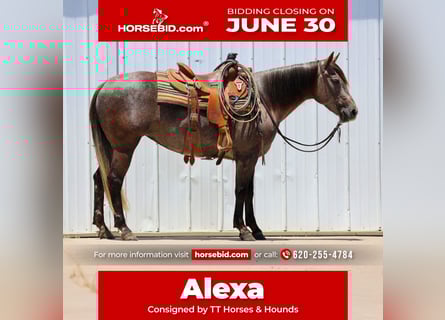 Quarter horse américain, Jument, 3 Ans, 150 cm, Gris