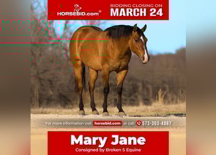 Quarter horse américain, Jument, 3 Ans, 150 cm, Isabelle