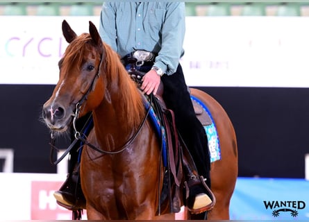 Quarter horse américain, Jument, 3 Ans, 152 cm, Alezan