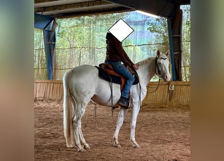 Quarter horse américain, Jument, 3 Ans, 152 cm, Cremello