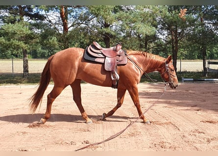 Quarter horse américain, Jument, 3 Ans, 157 cm, Alezan