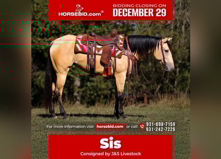 Quarter horse américain, Jument, 3 Ans, 157 cm, Buckskin