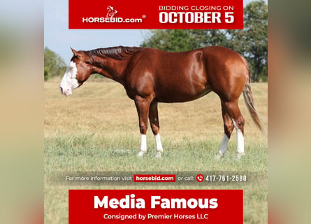 Quarter horse américain, Jument, 3 Ans, Alezan cuivré