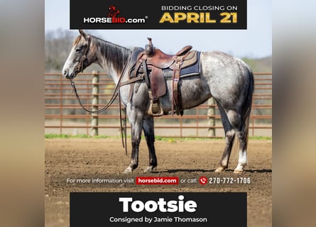 Quarter horse américain, Jument, 4 Ans, 140 cm, Gris