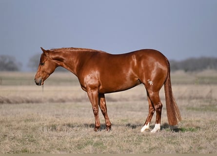 Quarter horse américain, Jument, 4 Ans, 142 cm, Alezan cuivré