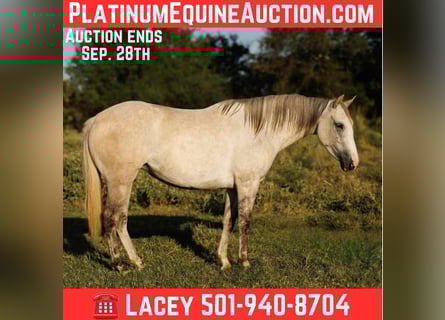 Quarter horse américain, Jument, 4 Ans, 142 cm, Gris pommelé