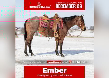 Quarter horse américain, Jument, 4 Ans, 145 cm, Roan-Bay