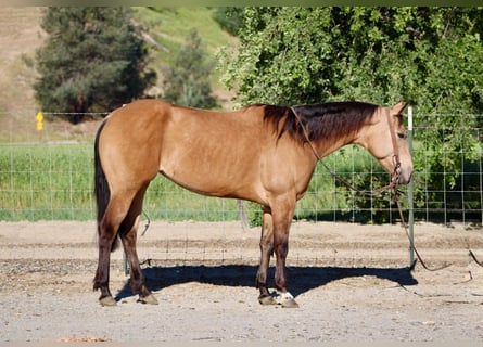 Quarter horse américain, Jument, 4 Ans, 147 cm, Buckskin