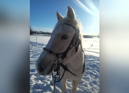 Quarter horse américain, Jument, 4 Ans, 148 cm, Palomino