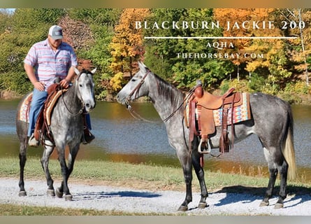 Quarter horse américain, Jument, 4 Ans, 150 cm, Gris