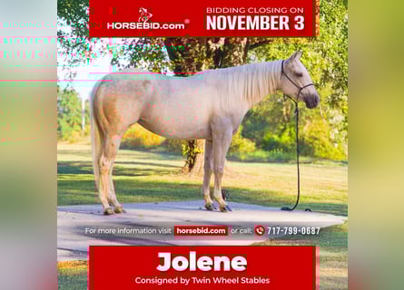 Quarter horse américain, Jument, 4 Ans, 150 cm, Palomino