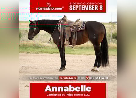 Quarter horse américain, Jument, 4 Ans, 152 cm, Bai cerise