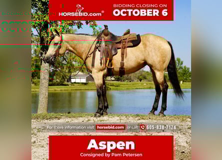 Quarter horse américain, Jument, 4 Ans, 152 cm, Buckskin