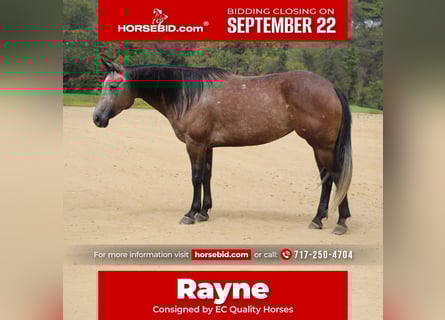 Quarter horse américain, Jument, 4 Ans, 152 cm, Gris noir