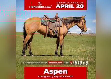 Quarter horse américain, Jument, 4 Ans, 152 cm, Isabelle